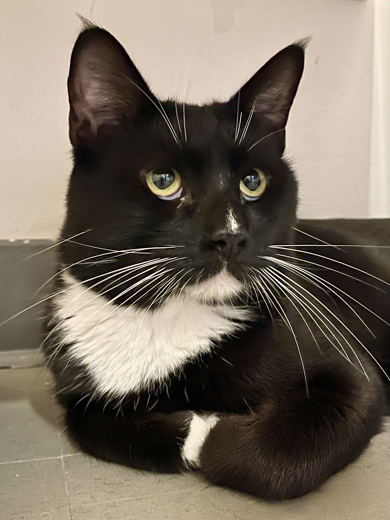 Momoa (Bonded with Morgan)