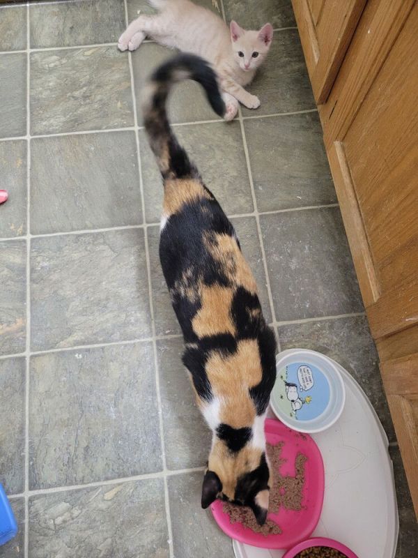 Carlotta thumbnail 2