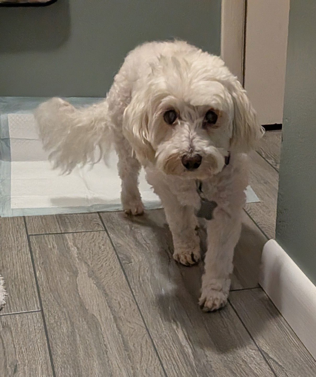 Casper *FH bonded with Mack