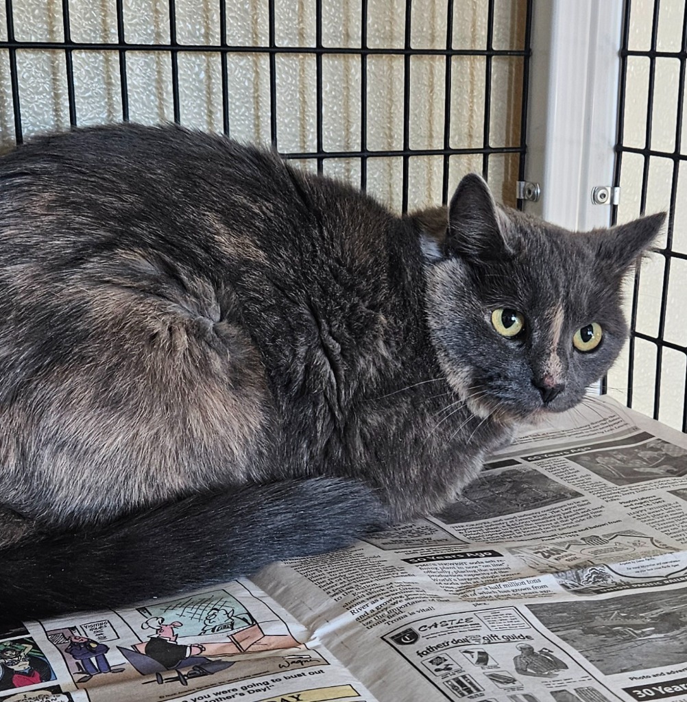 Spirit, an adoptable Domestic Medium Hair in Green River, WY, 82935 | Photo Image 1