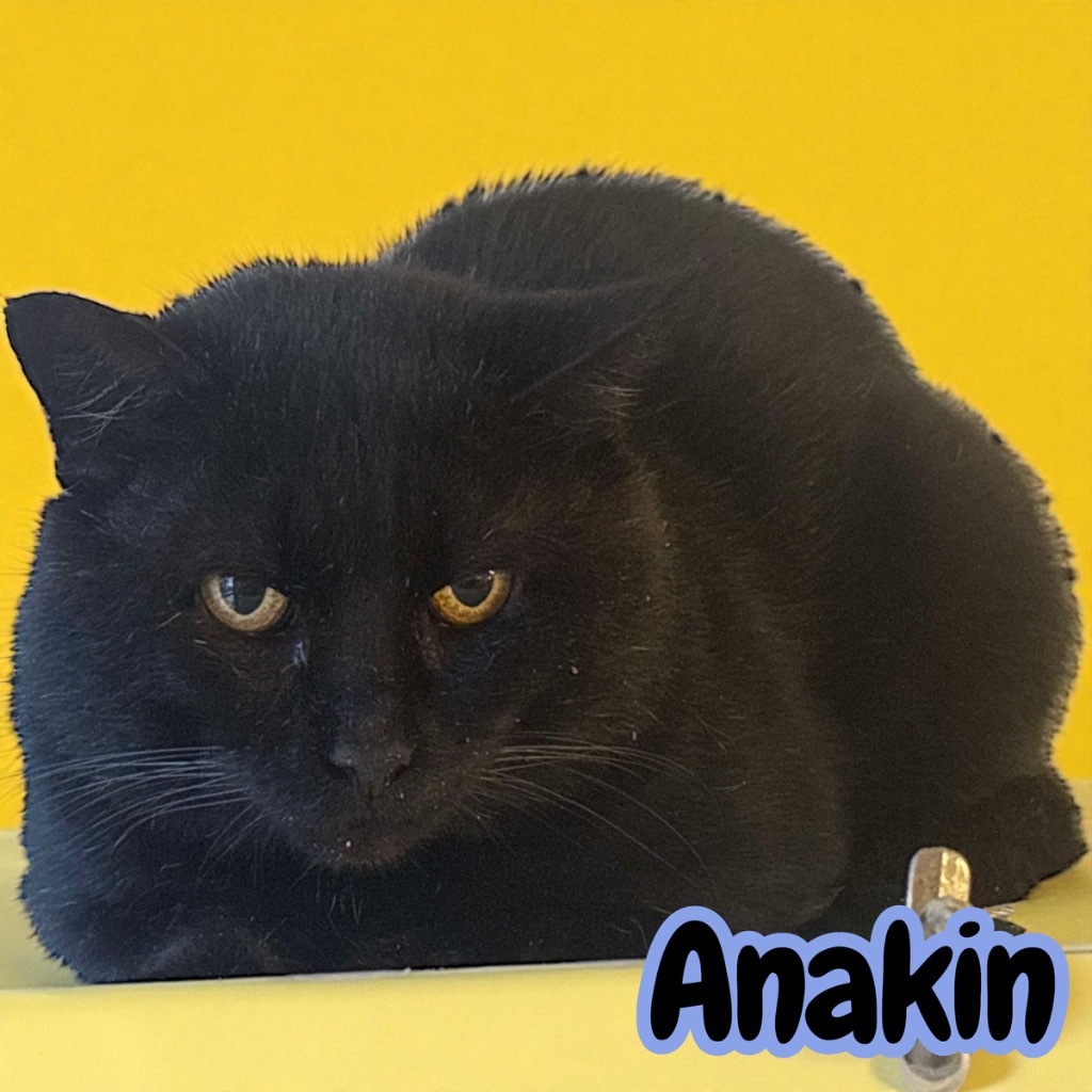 Anakin