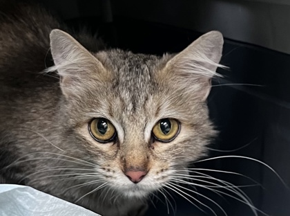 Toast aka Toasty Girl