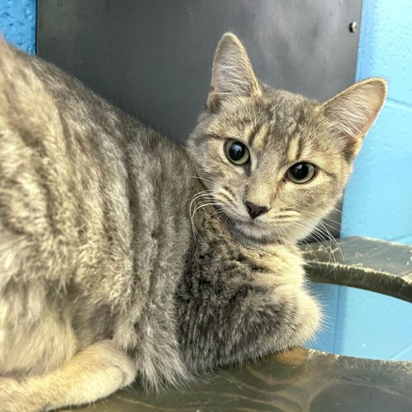 Fever Pitch thumbnail 3