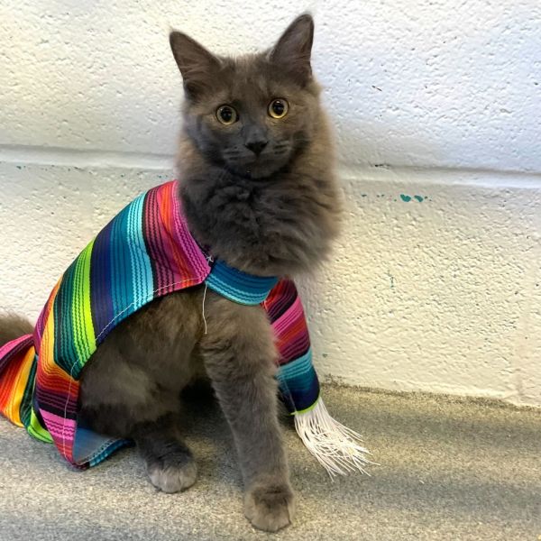 Lady Lie thumbnail 2