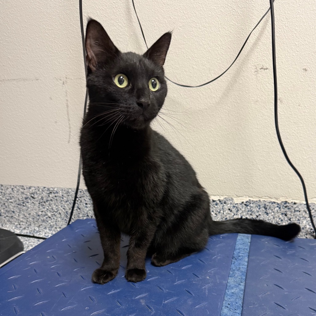 Scythe, an adoptable Domestic Short Hair in Great Falls, MT, 59404 | Photo Image 2
