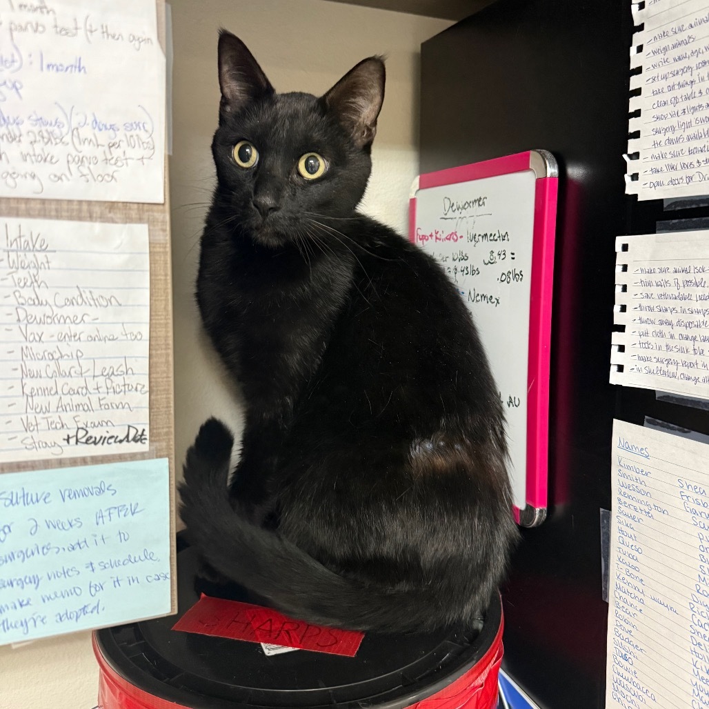 Scythe, an adoptable Domestic Short Hair in Great Falls, MT, 59404 | Photo Image 3