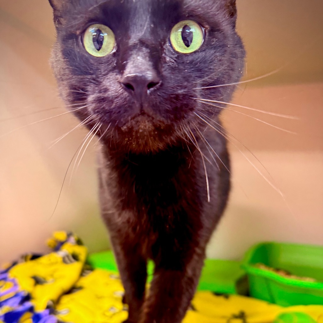 Scythe, an adoptable Domestic Short Hair in Great Falls, MT, 59404 | Photo Image 4