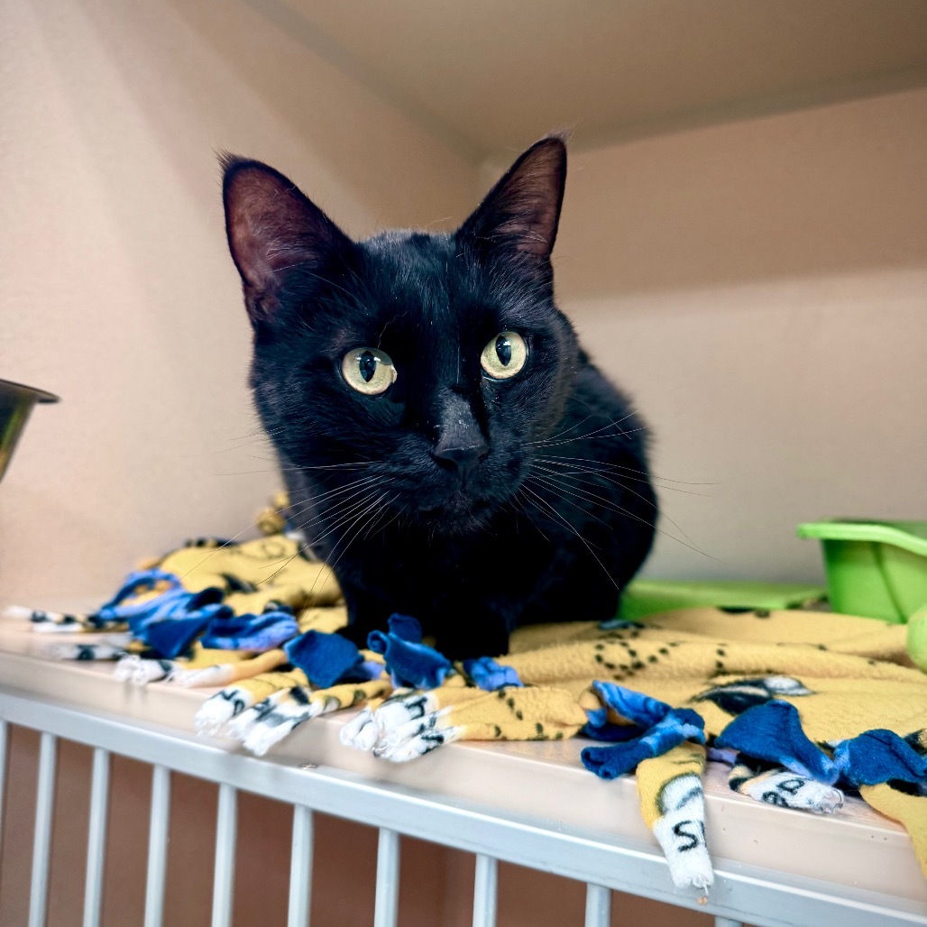 Scythe, an adoptable Domestic Short Hair in Great Falls, MT, 59404 | Photo Image 5