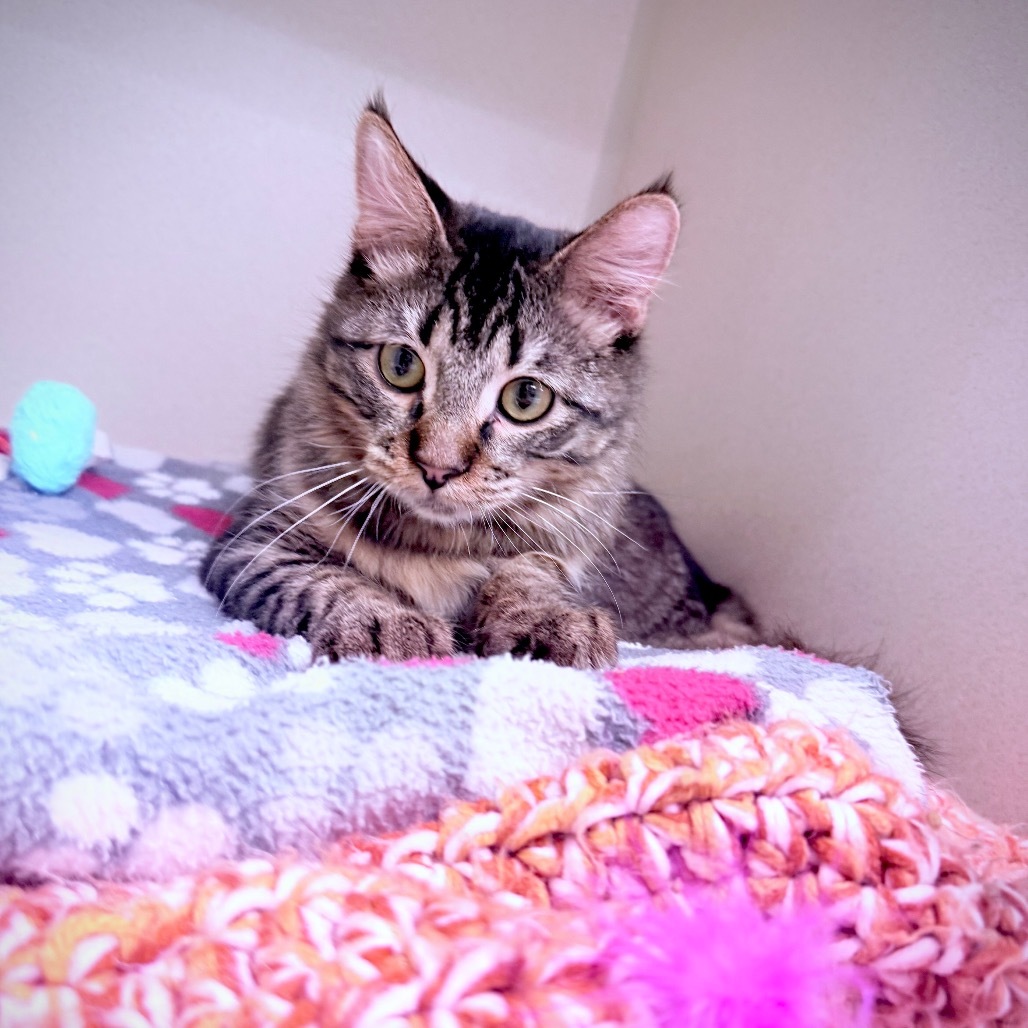 Milky Way, an adoptable Domestic Medium Hair in Great Falls, MT, 59404 | Photo Image 3