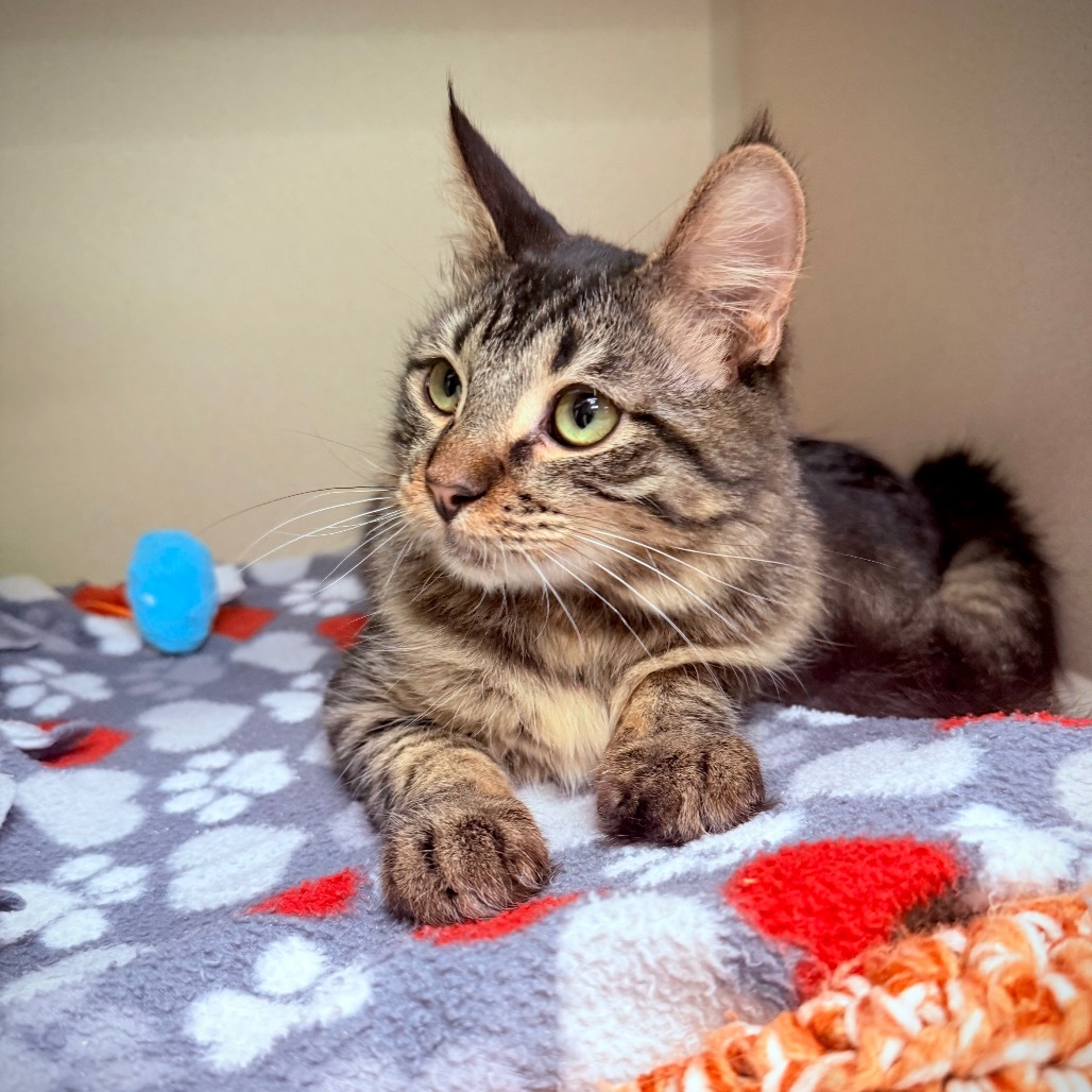 Milky Way, an adoptable Domestic Medium Hair in Great Falls, MT, 59404 | Photo Image 4