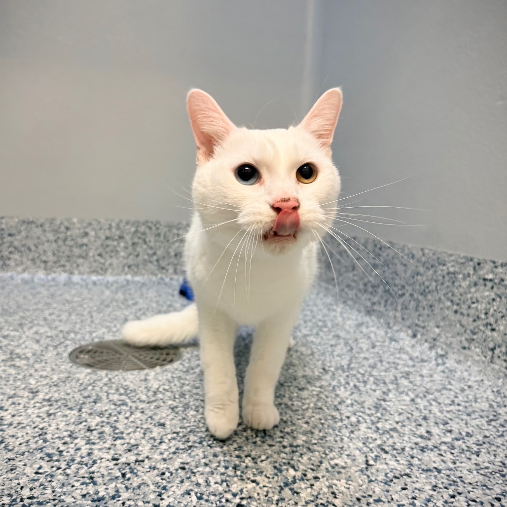 Basil, an adoptable Turkish Angora, Domestic Short Hair in Great Falls, MT, 59404 | Photo Image 1