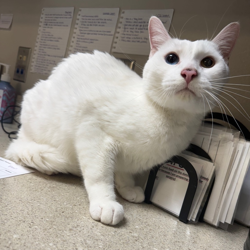 Basil, an adoptable Turkish Angora, Domestic Short Hair in Great Falls, MT, 59404 | Photo Image 2