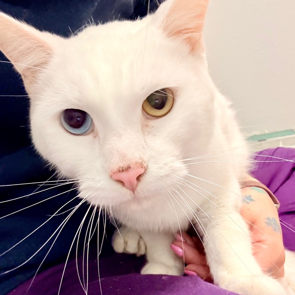 Basil, an adoptable Turkish Angora, Domestic Short Hair in Great Falls, MT, 59404 | Photo Image 3