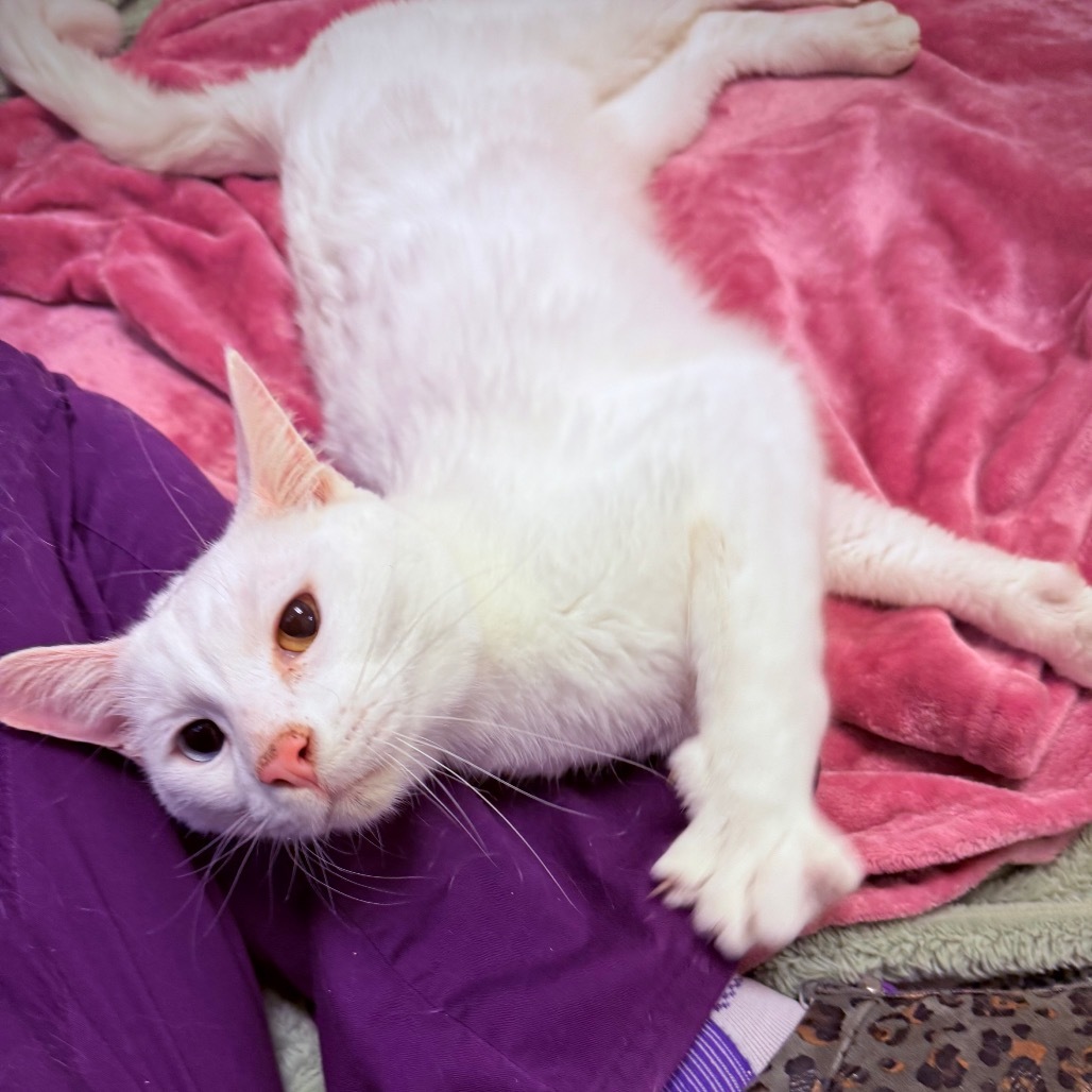 Basil, an adoptable Turkish Angora, Domestic Short Hair in Great Falls, MT, 59404 | Photo Image 5