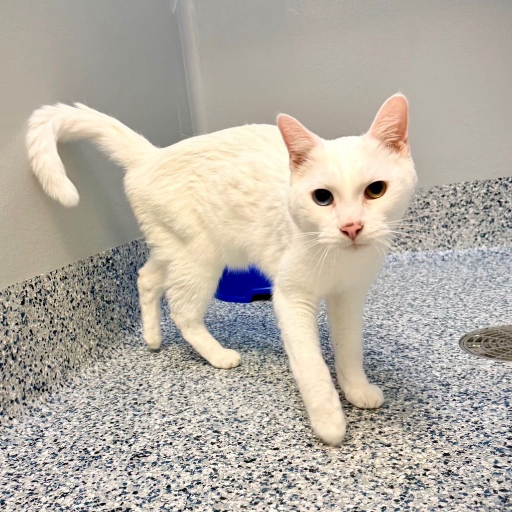 Basil, an adoptable Turkish Angora, Domestic Short Hair in Great Falls, MT, 59404 | Photo Image 6