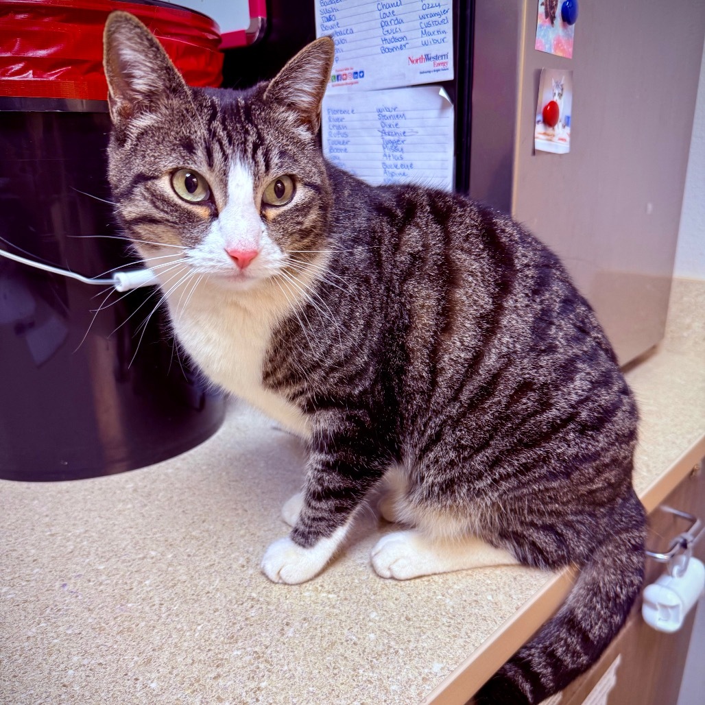 Meme, an adoptable Domestic Short Hair in Great Falls, MT, 59404 | Photo Image 3