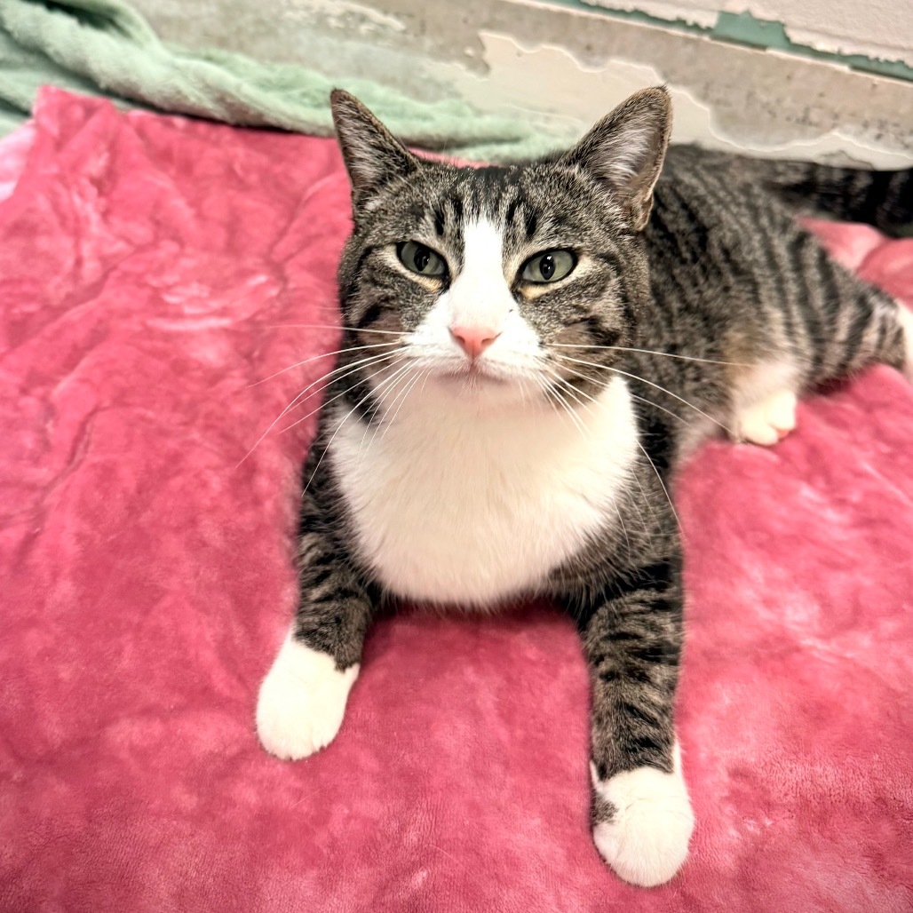 Meme, an adoptable Domestic Short Hair in Great Falls, MT, 59404 | Photo Image 5