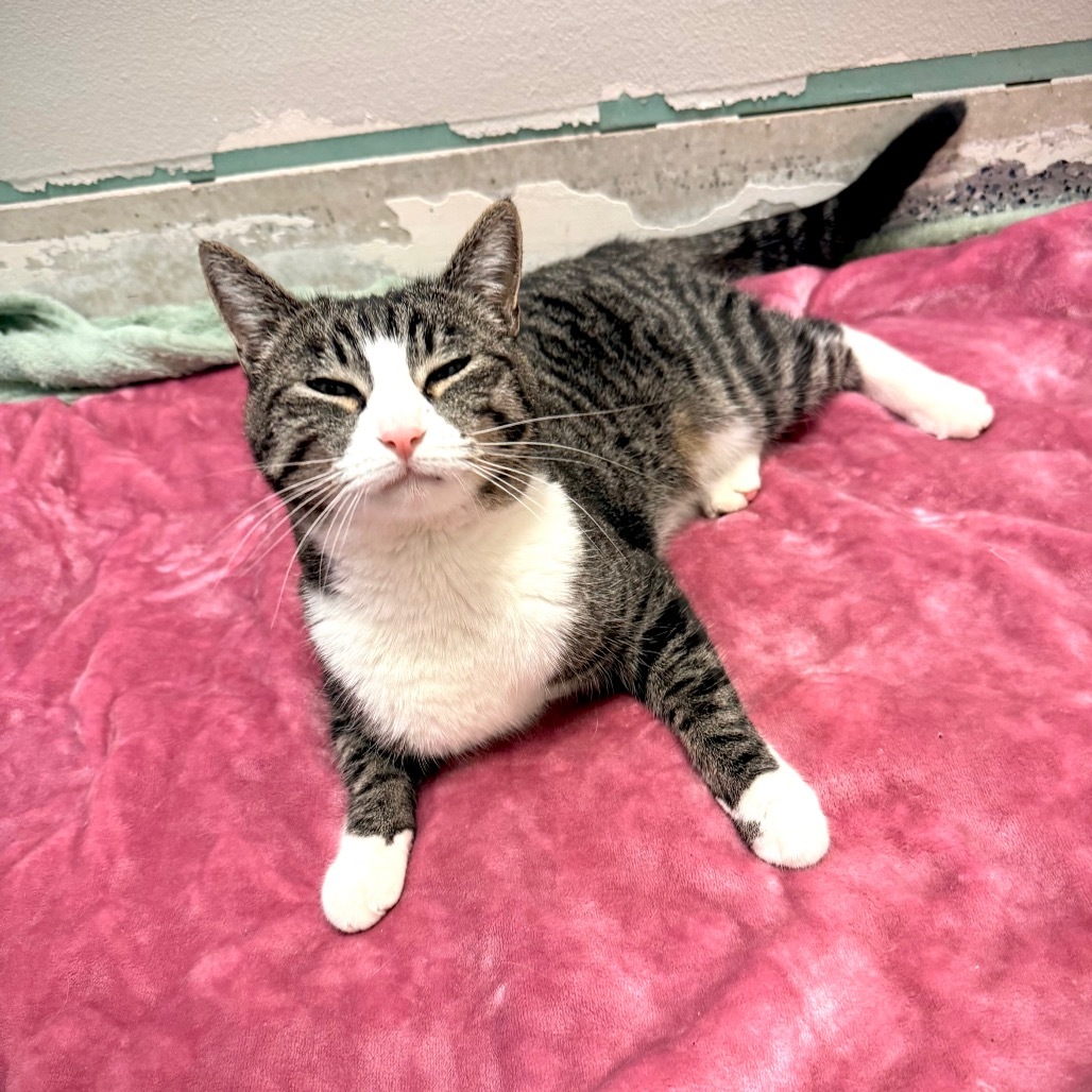 Meme, an adoptable Domestic Short Hair in Great Falls, MT, 59404 | Photo Image 6