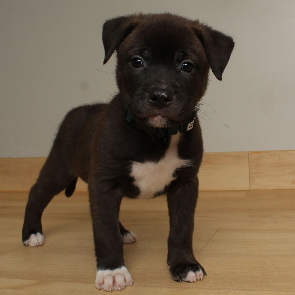 Mike Wazowski D66675