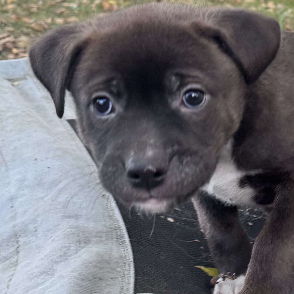 Mike Wazowski D66675