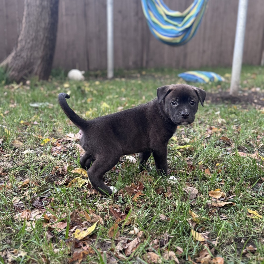 Mike Wazowski D66675