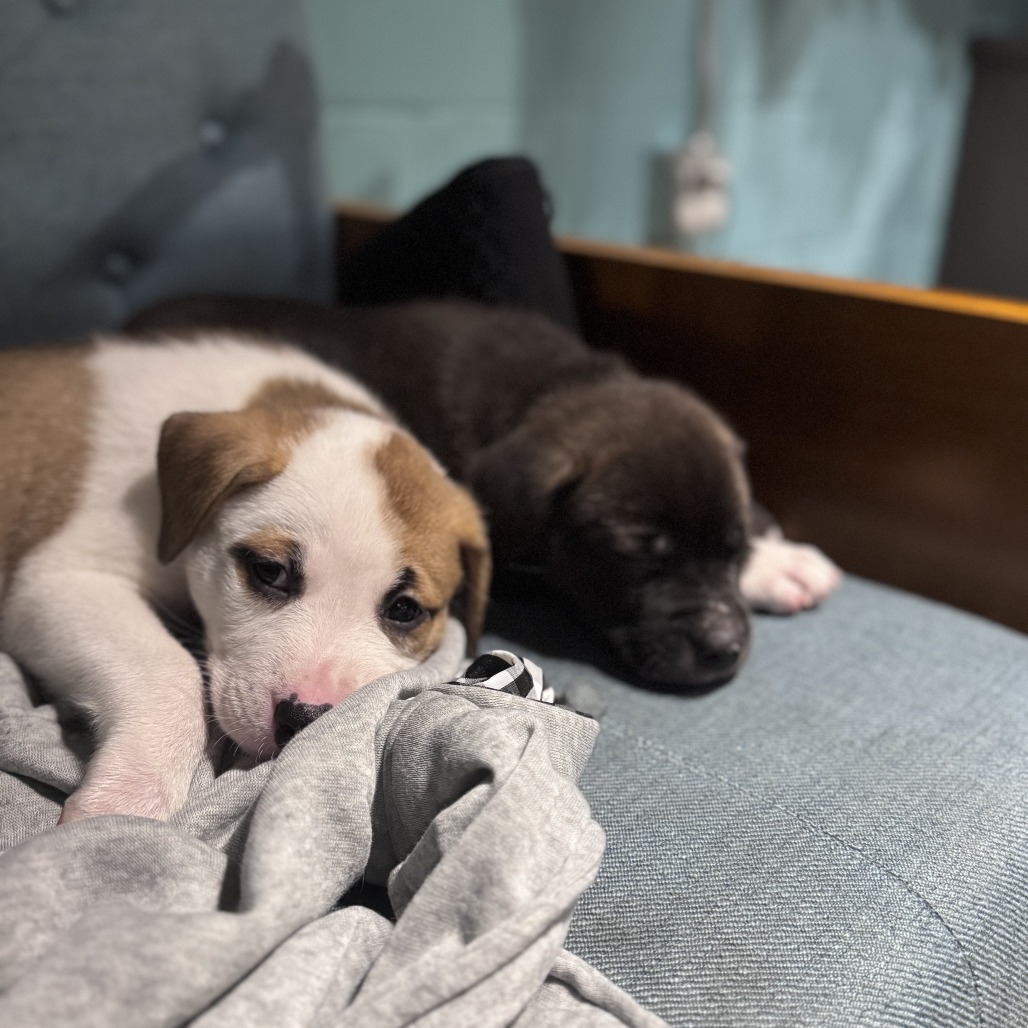 Mike Wazowski D66675