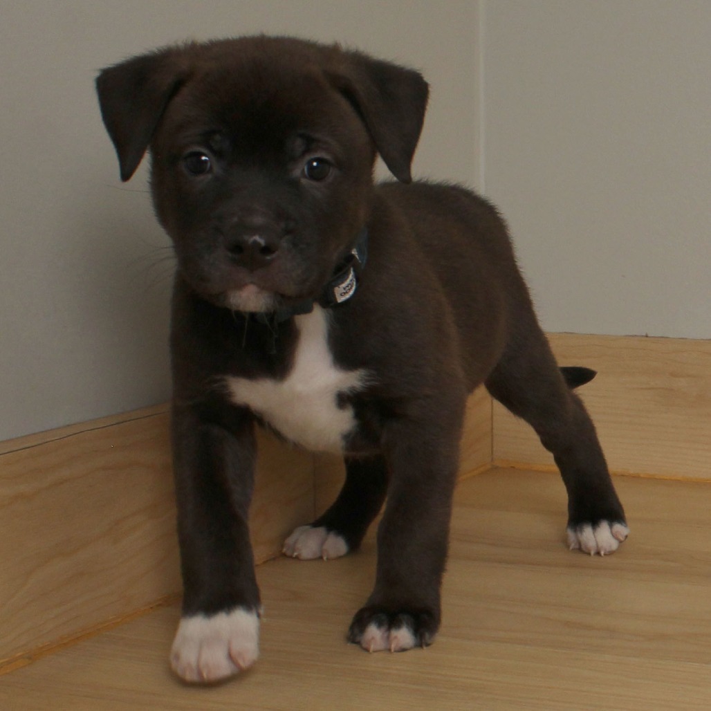 Mike Wazowski D66675