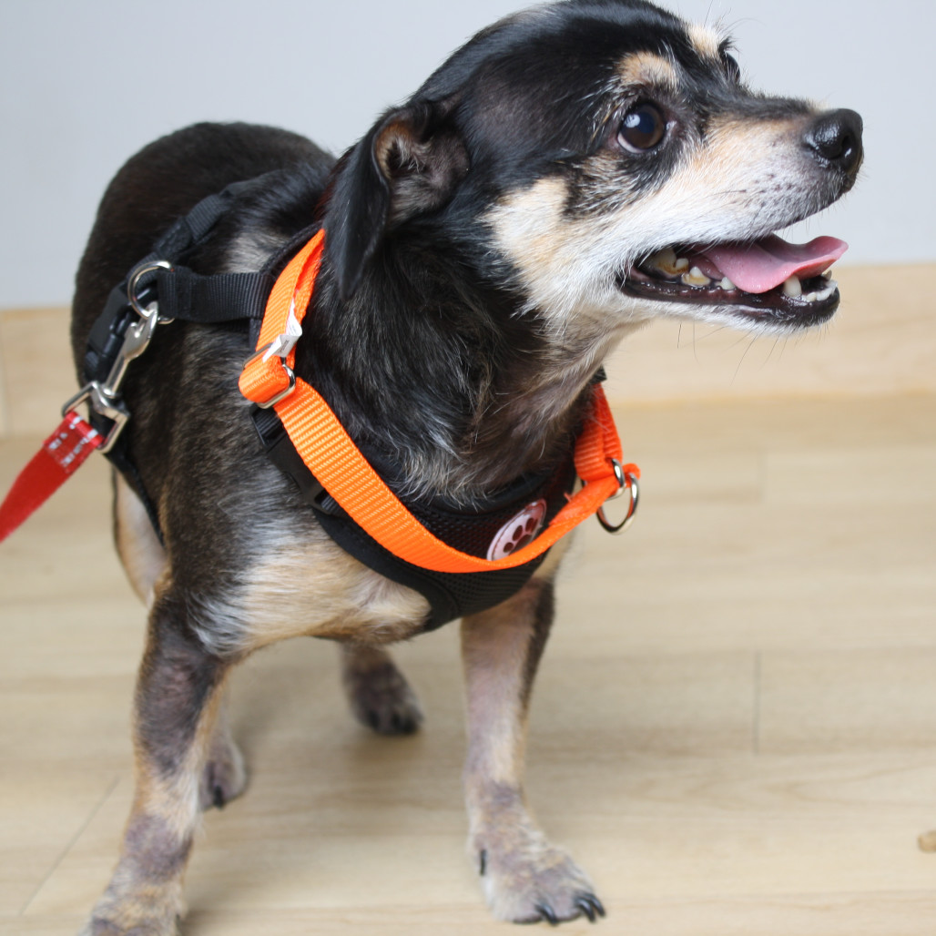 Oscar De La Hoya D66734