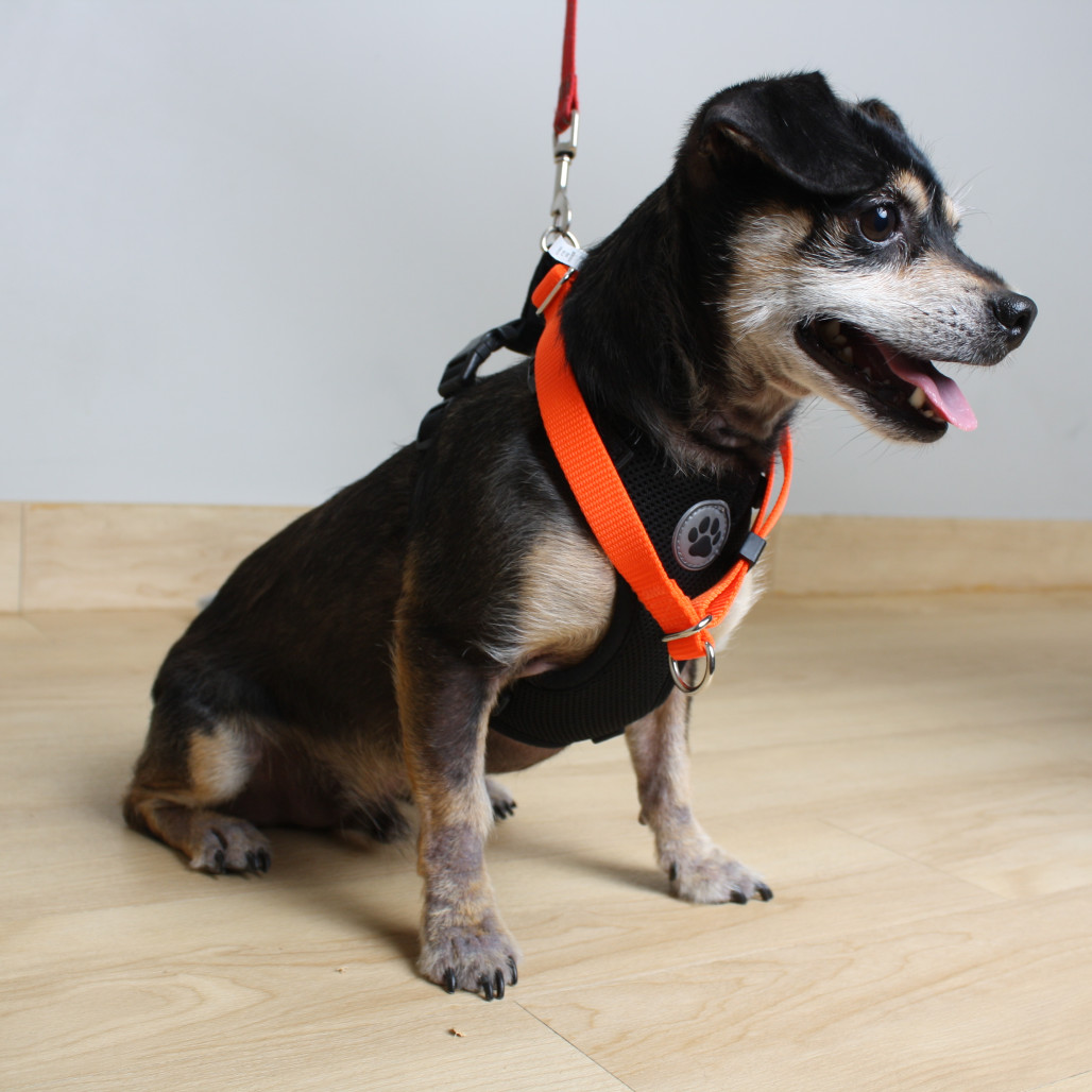 Oscar De La Hoya D66734