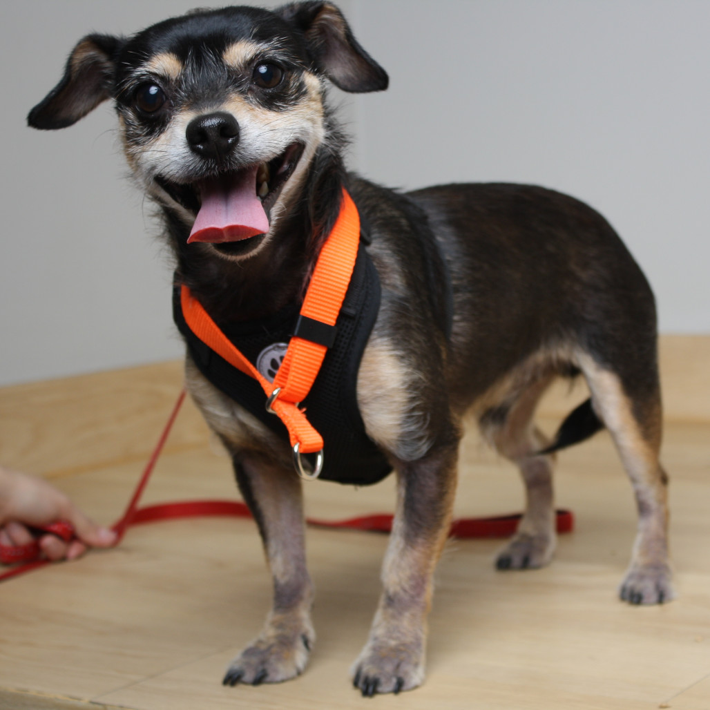 Oscar De La Hoya D66734