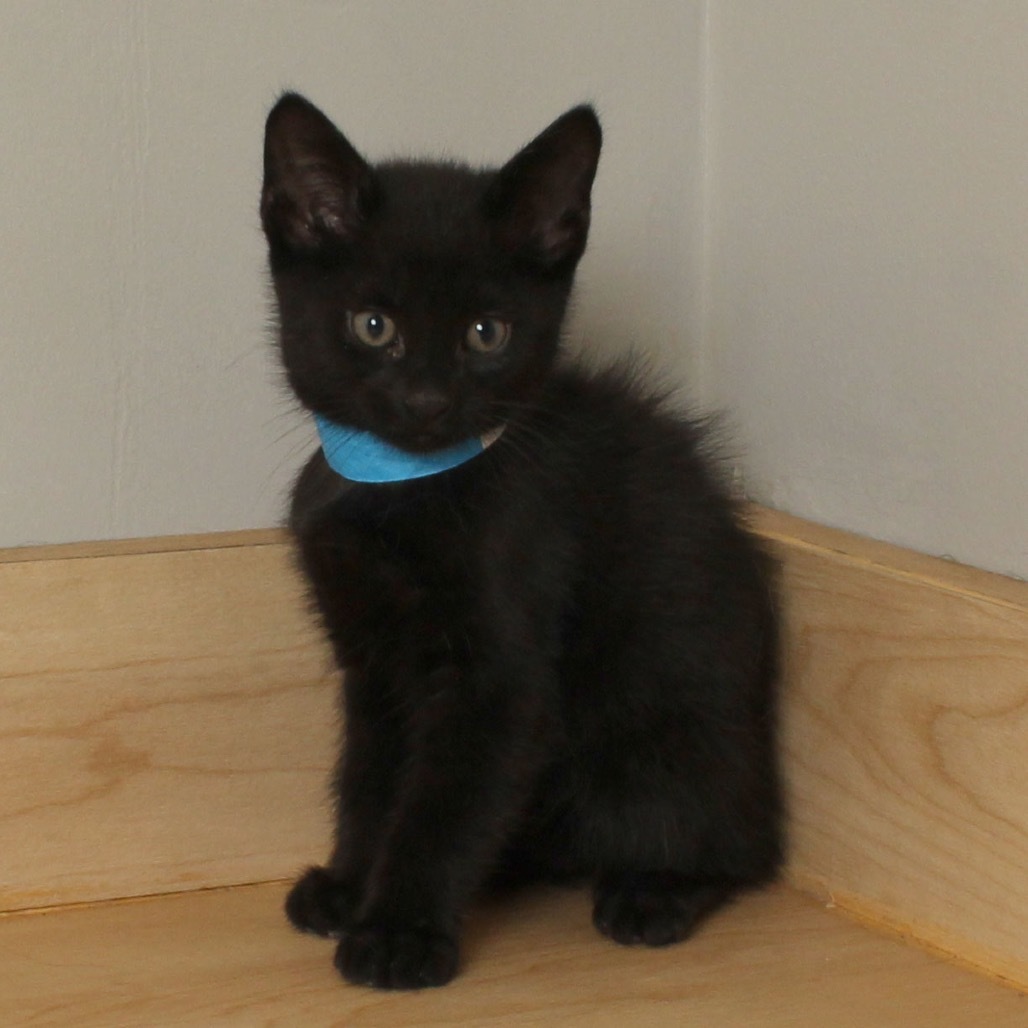 Forest (bobtail) C66878