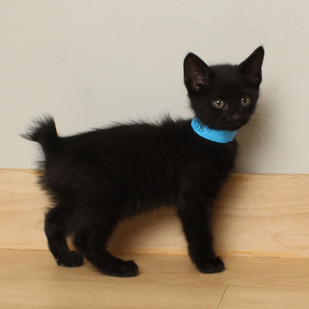 Forest (bobtail) C66878