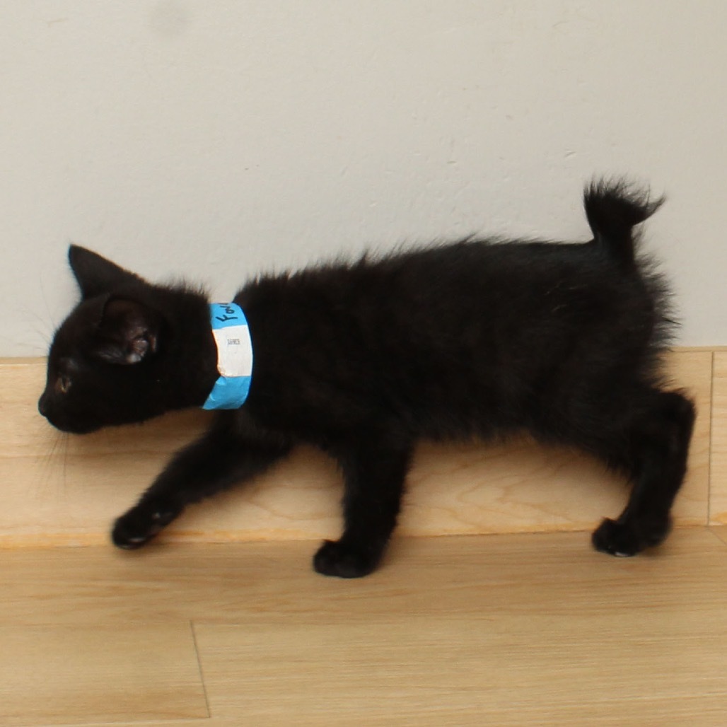 Forest (bobtail) C66878