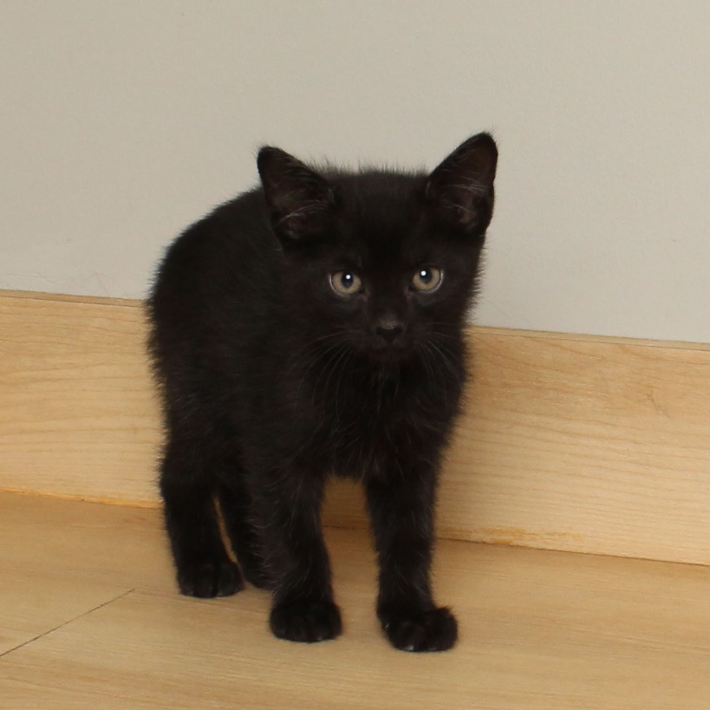 Lime (no tail) C66879