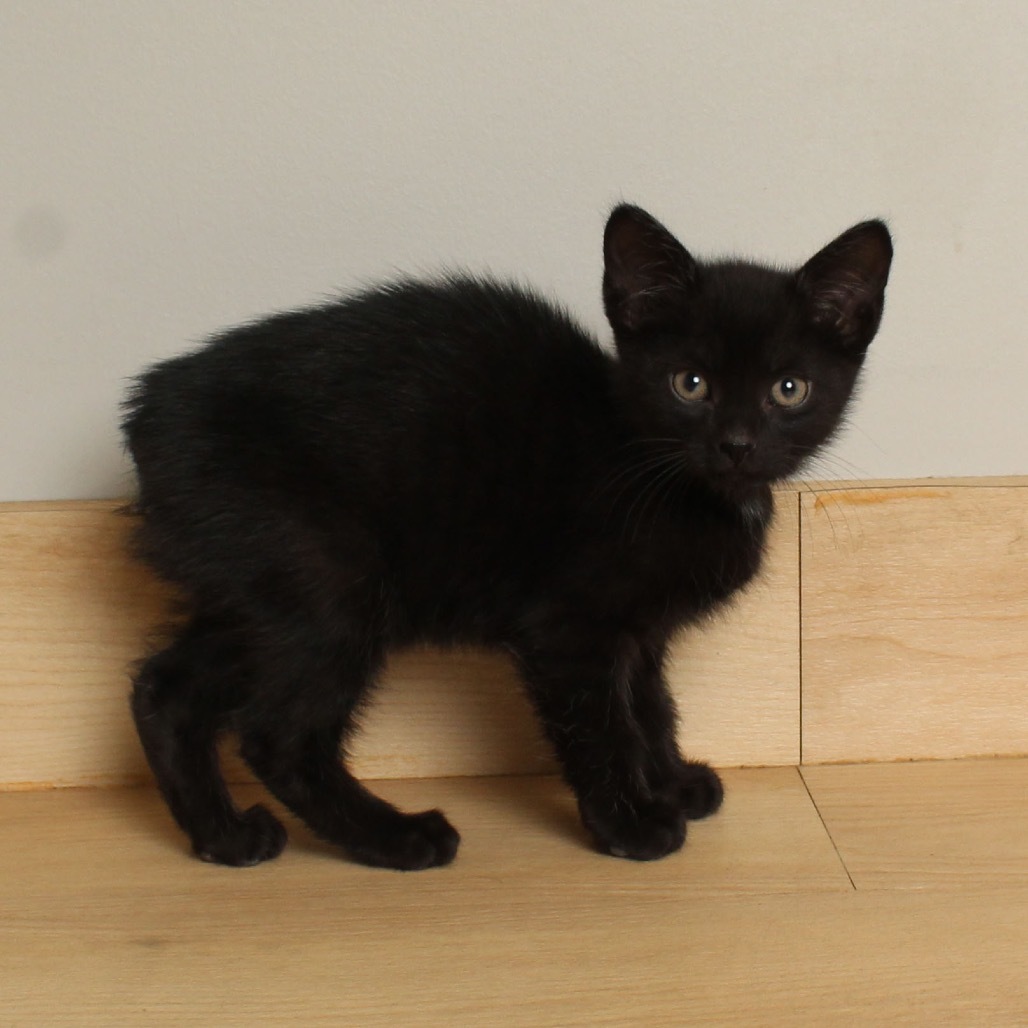 Lime (no tail) C66879