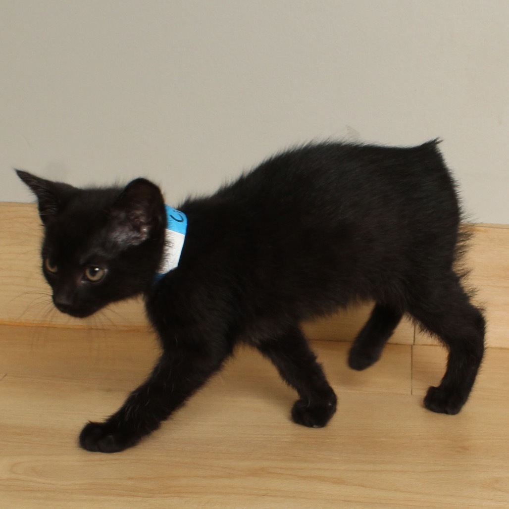 Lime (no tail) C66879