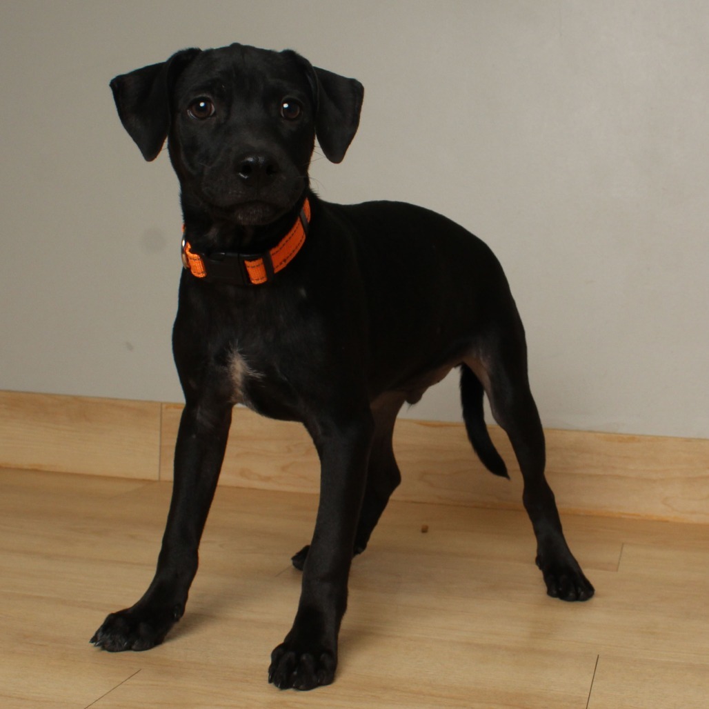 Ghoul Gilbert D66751