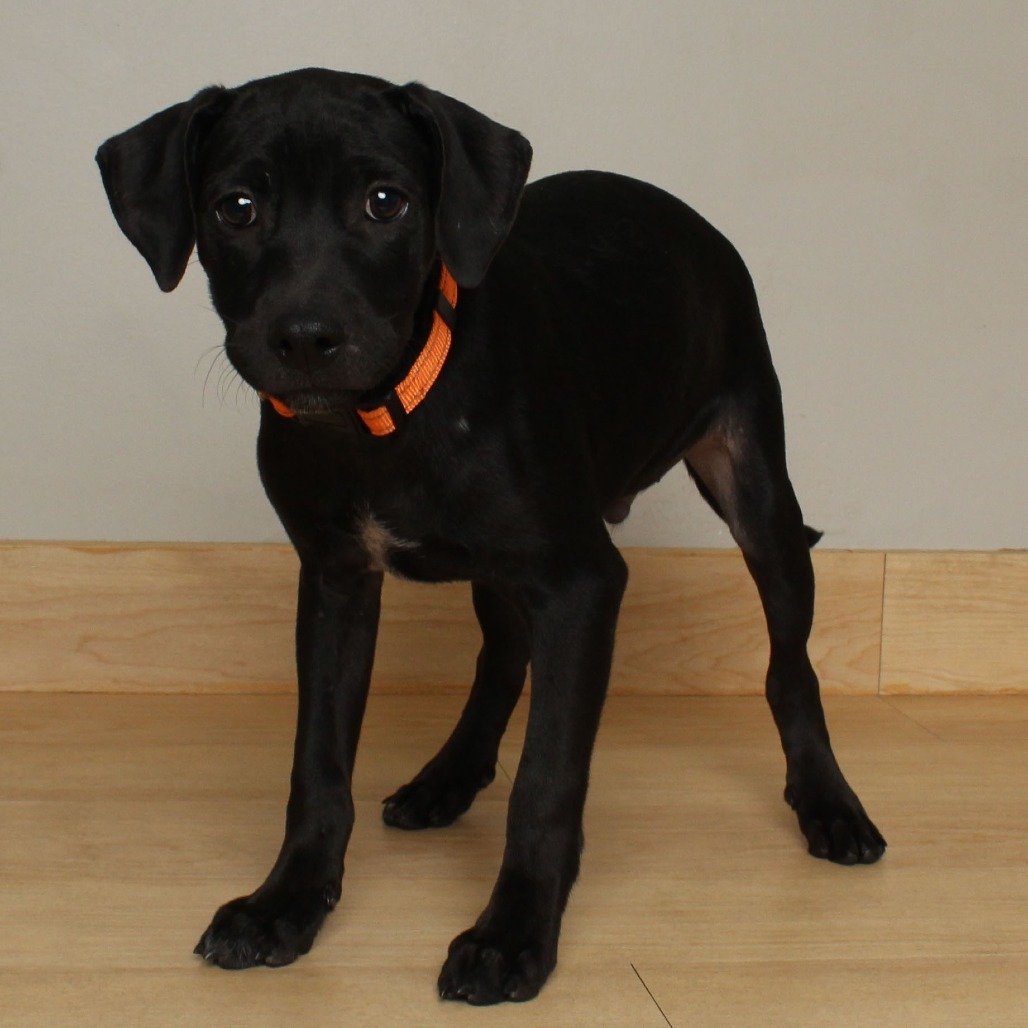 Ghoul Gilbert D66751