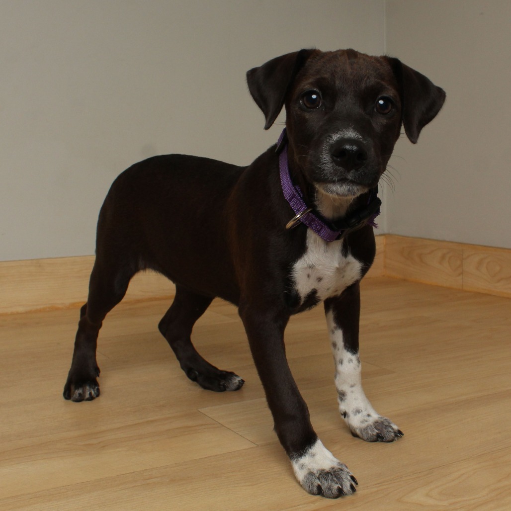 Tombstone Tillie D66749