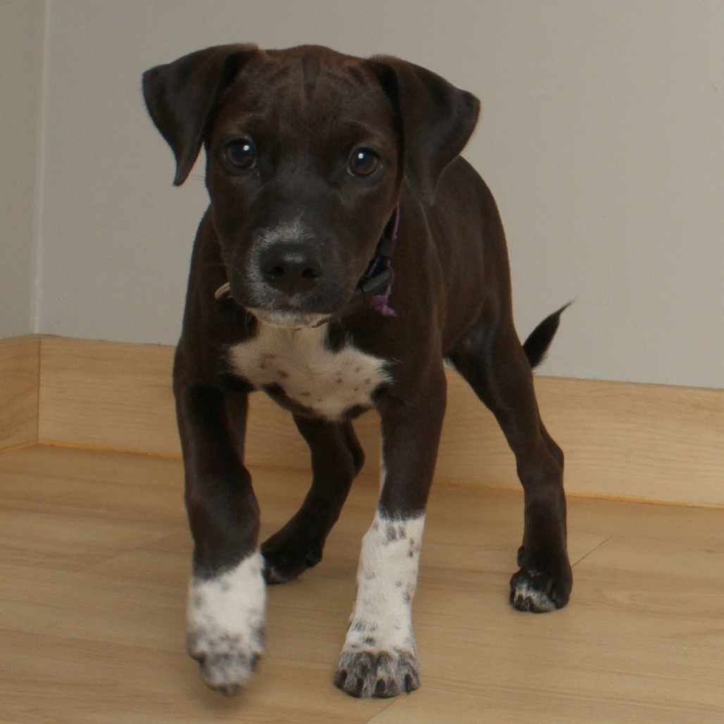 Tombstone Tillie D66749