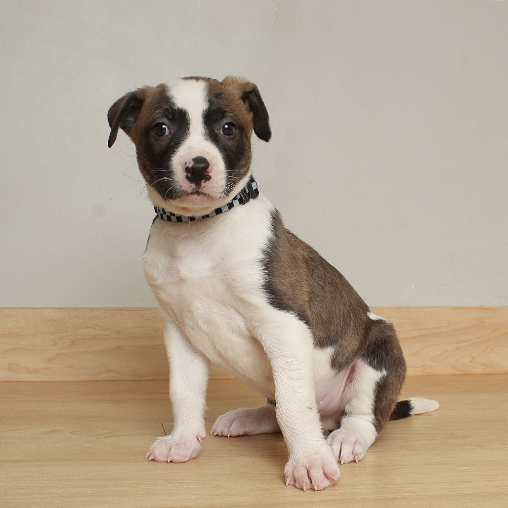 Henry Waternoose D66679