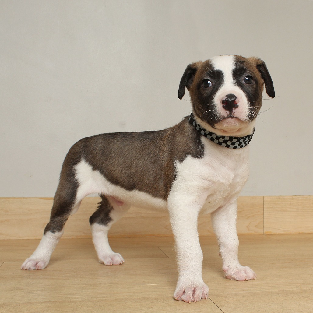 Henry Waternoose D66679