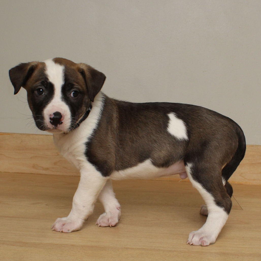 Henry Waternoose D66679