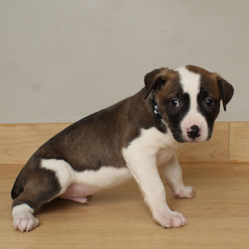 Henry Waternoose D66679