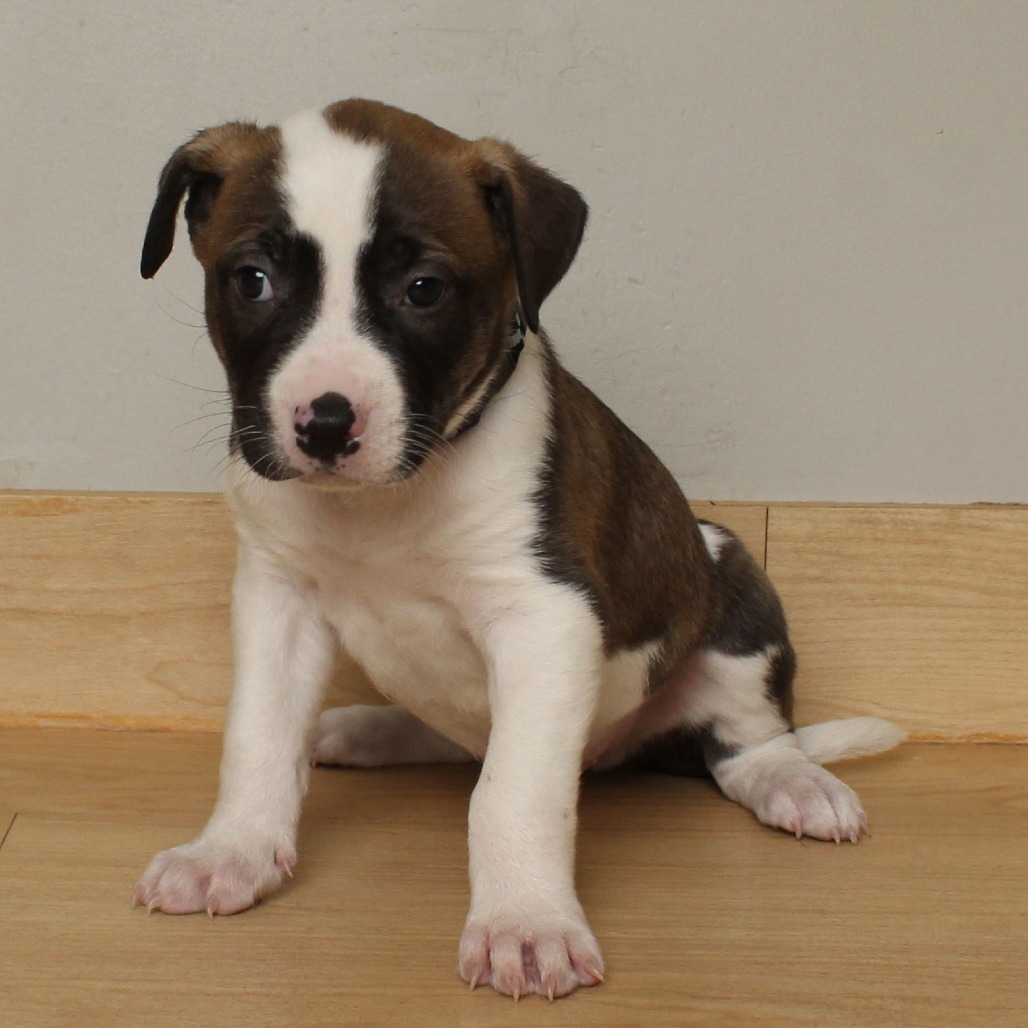 Henry Waternoose D66679