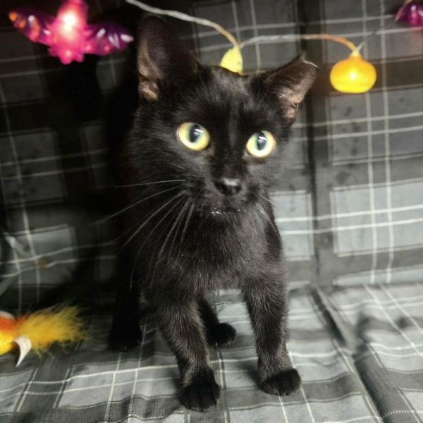 Jx Heidi  A thumbnail 2