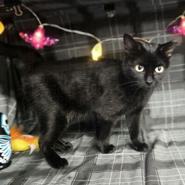 Jx Heidi  A thumbnail 3