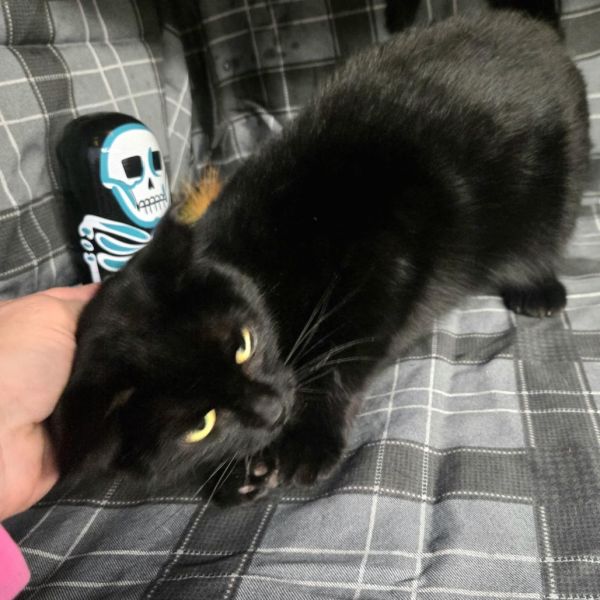 Jx Heidi  A thumbnail 4