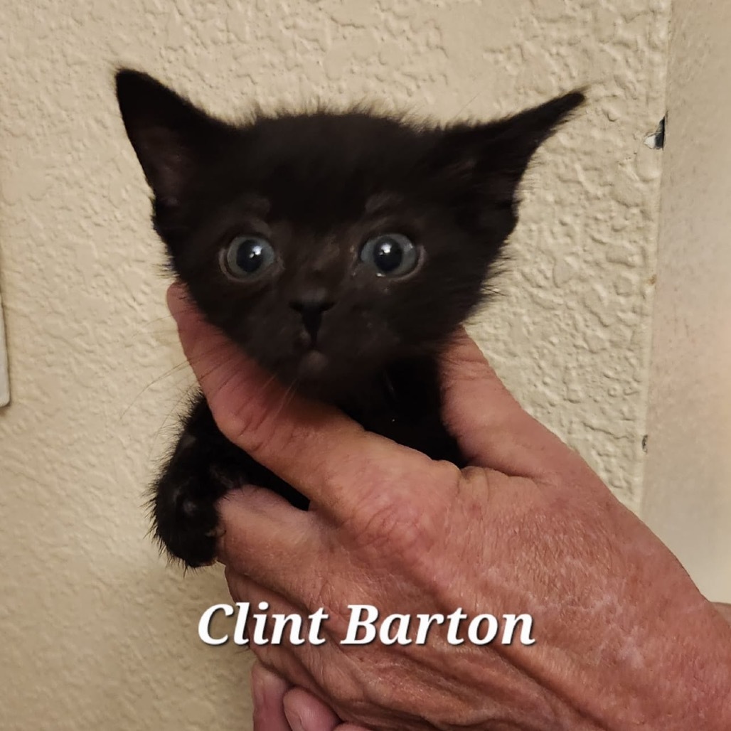 Clint Barton
