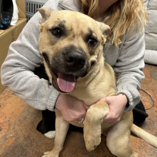 Lemon Drop thumbnail 2